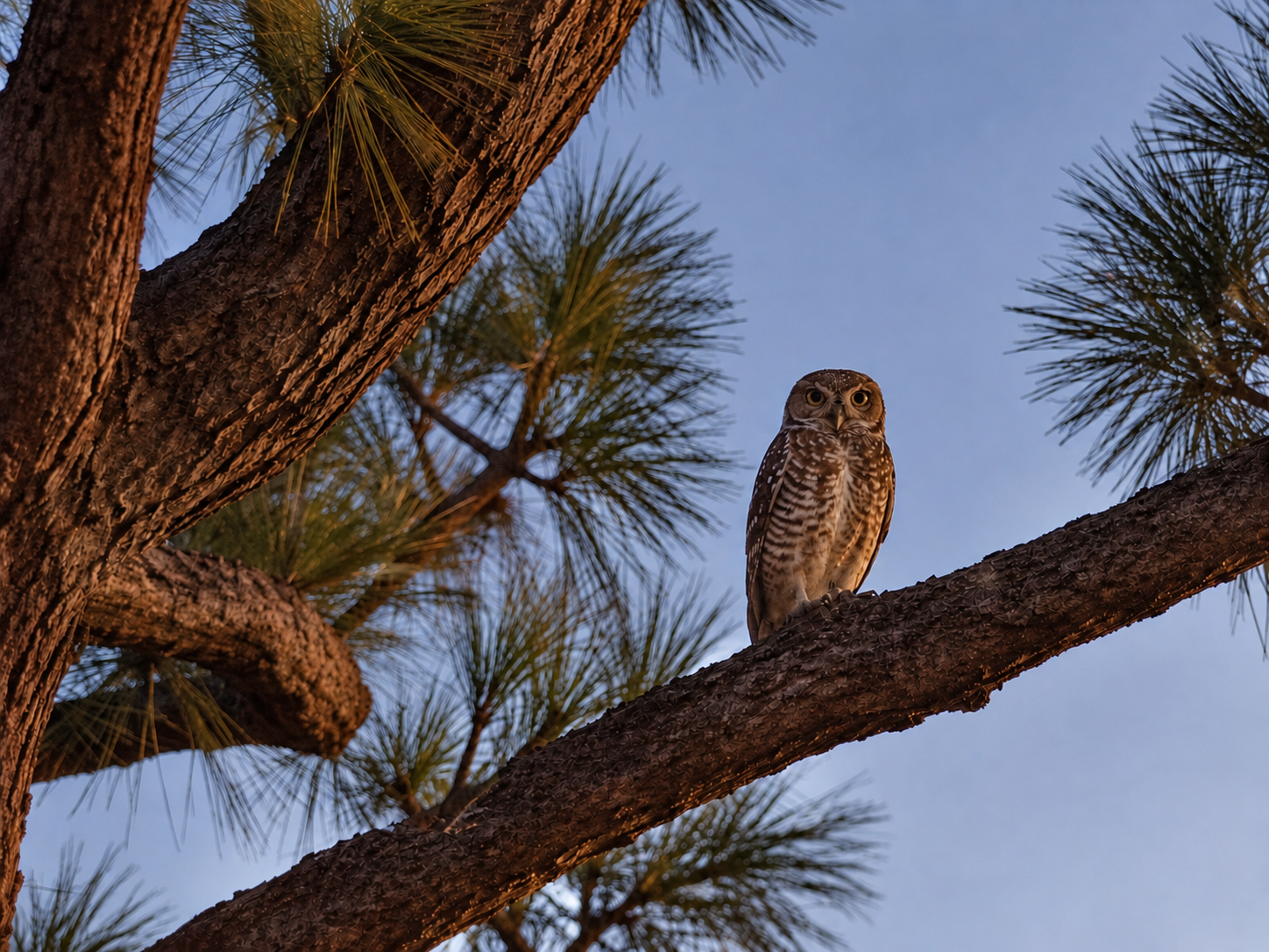 Spotted owl perched on a pine branch at dawn, La Quinta desert